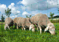 Ako producten schapennet ovinet groen 90cm x 50m dubbele pen