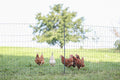 Ako producten poultrynet premium niet elektrificeerbaar 50m