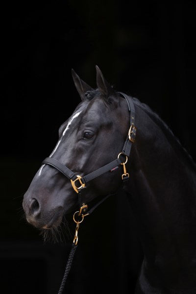 Abi producten topline halster zwart 1 pony