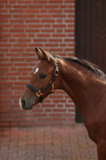 Producten veulenhalster topline zwart