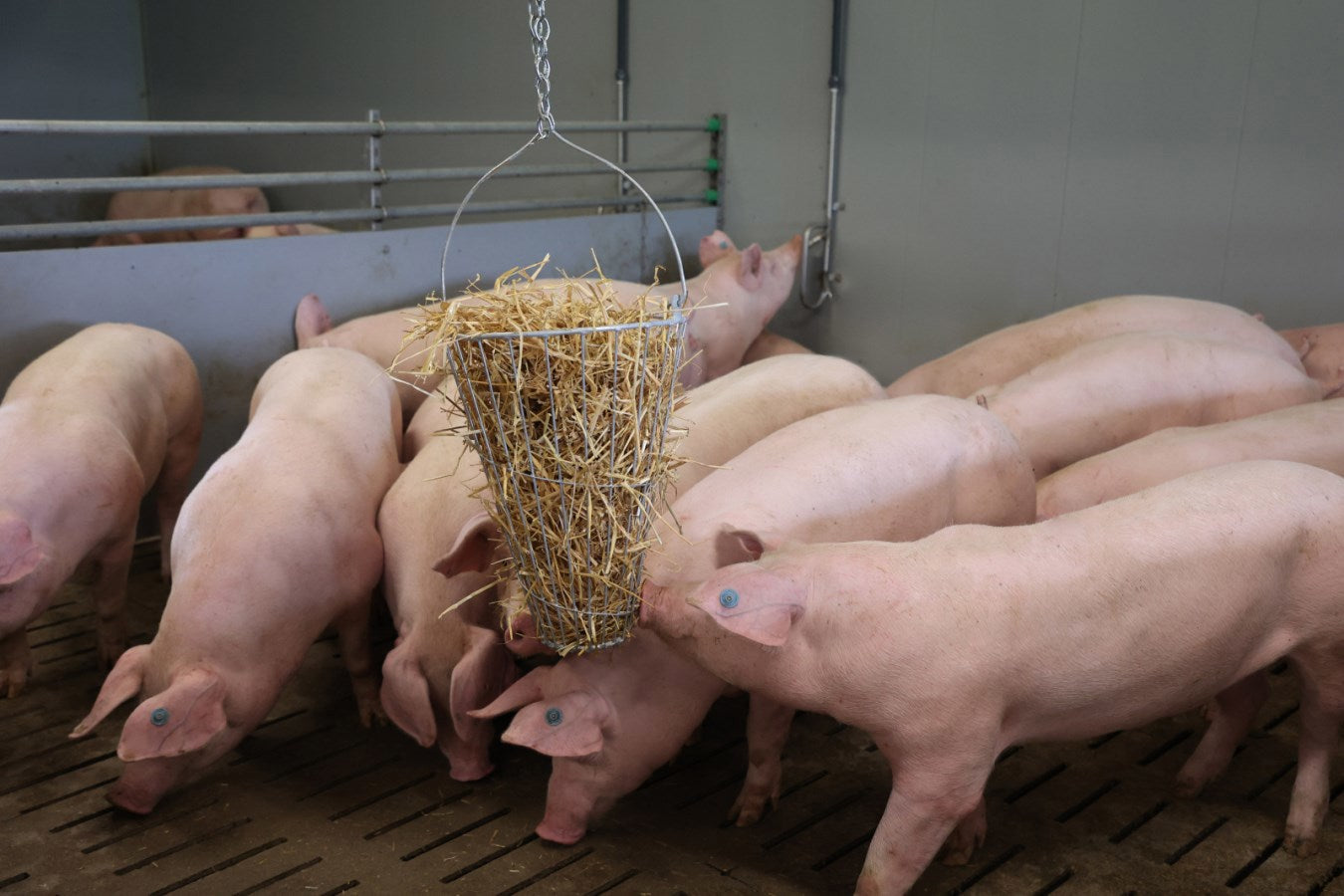Producten hooiruif voederkorf groenvoertrog gegalvaniseerd 50cm