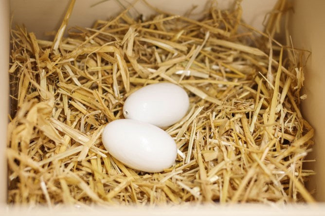 Kerbl nesteieren van klei v kippen