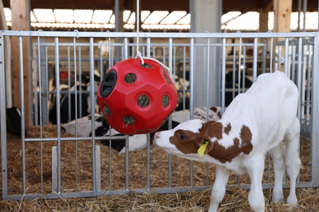 Producten voederspeel bal rood