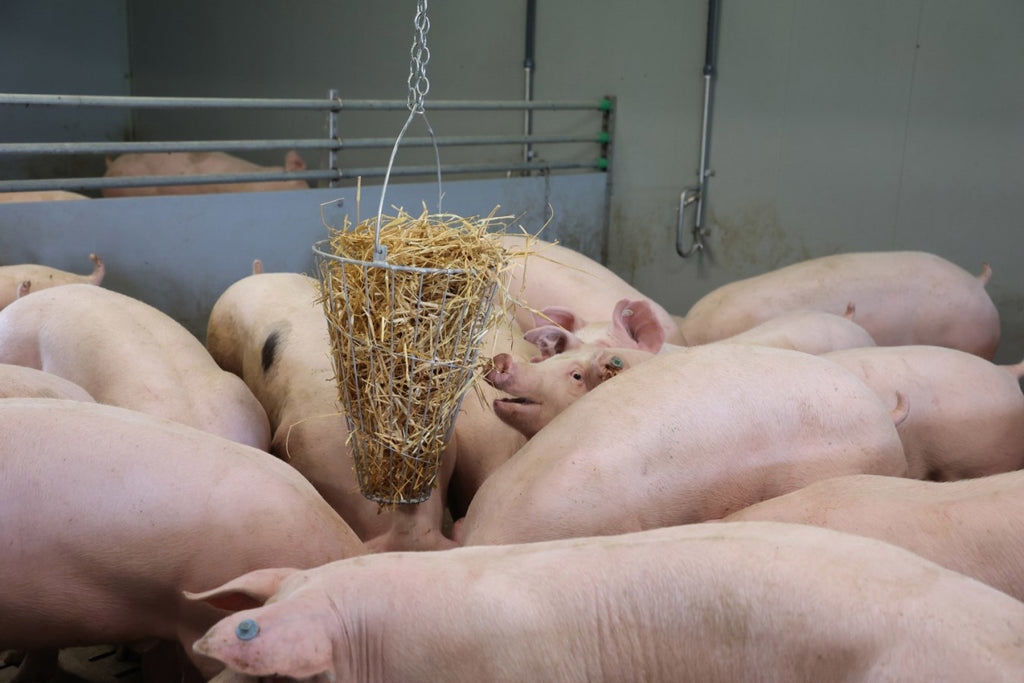 Producten hooiruif voederkorf groenvoertrog gegalvaniseerd 50cm