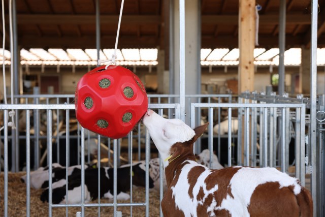Producten voederspeel bal rood