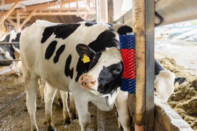 Producten halfronde koeborstel veeborstel blauwrood xl