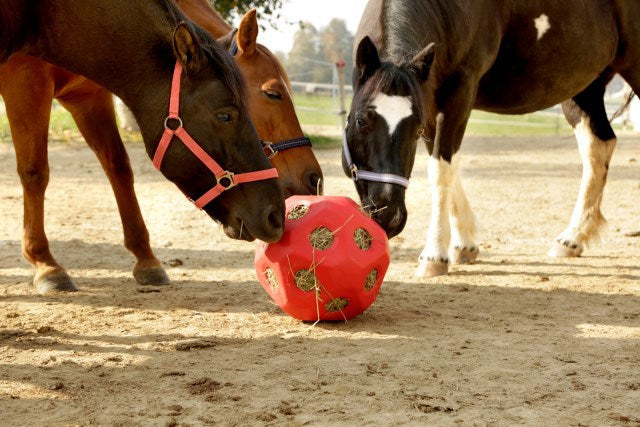 Producten voederspeel bal rood