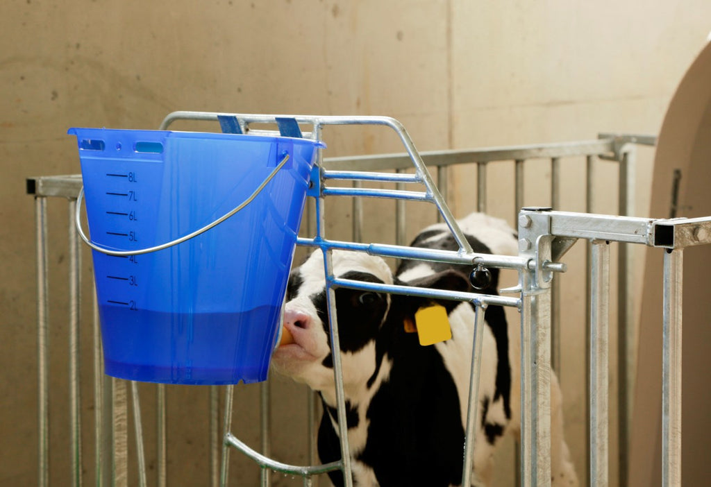 Producten kalveremmer kunststof afgeplat kaal blauw transparant