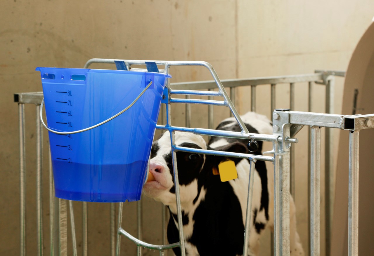 Producten kalveremmer kunststof afgeplat kaal blauw transparant