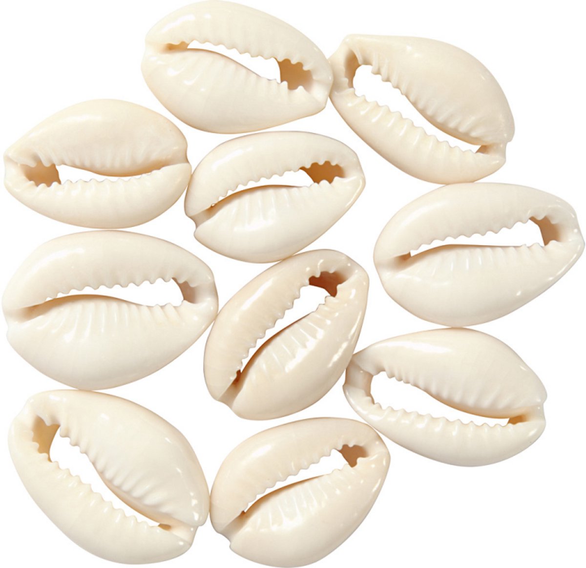 Creativ Company Muscheln weiß, 12 Stück.