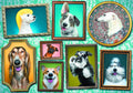 Trefl 1000 - doggies gallery
