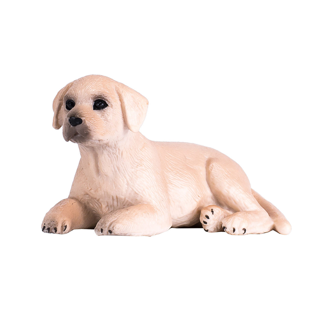 Mojo farmland labrador puppy - 387272
