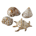 Boltze home deco schelp 7x6x4cm