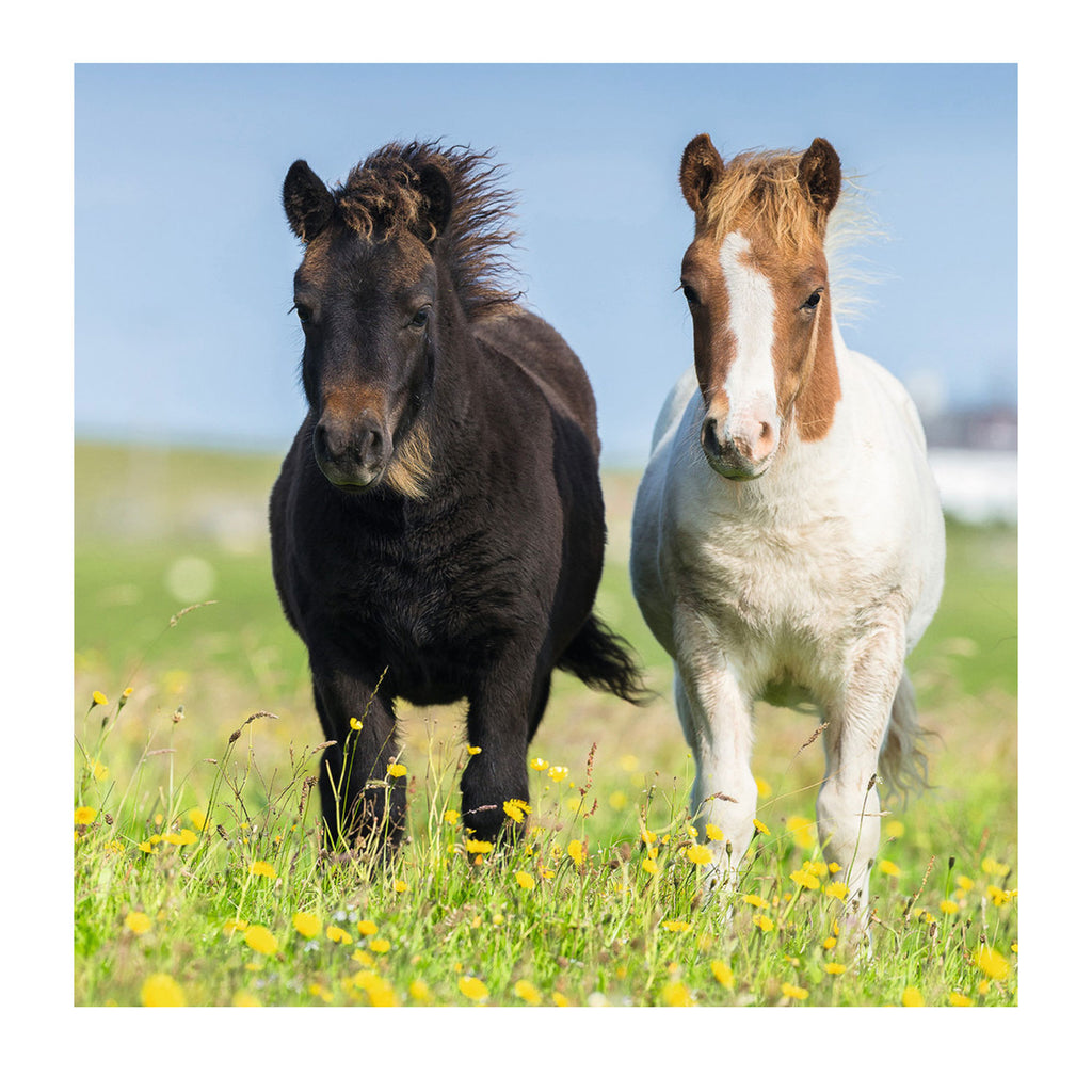 Ravensburger niedliche Ponys, 3x49 Stück.