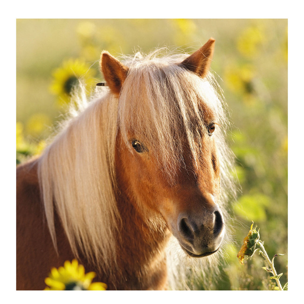 Ravensburger niedliche Ponys, 3x49 Stück.