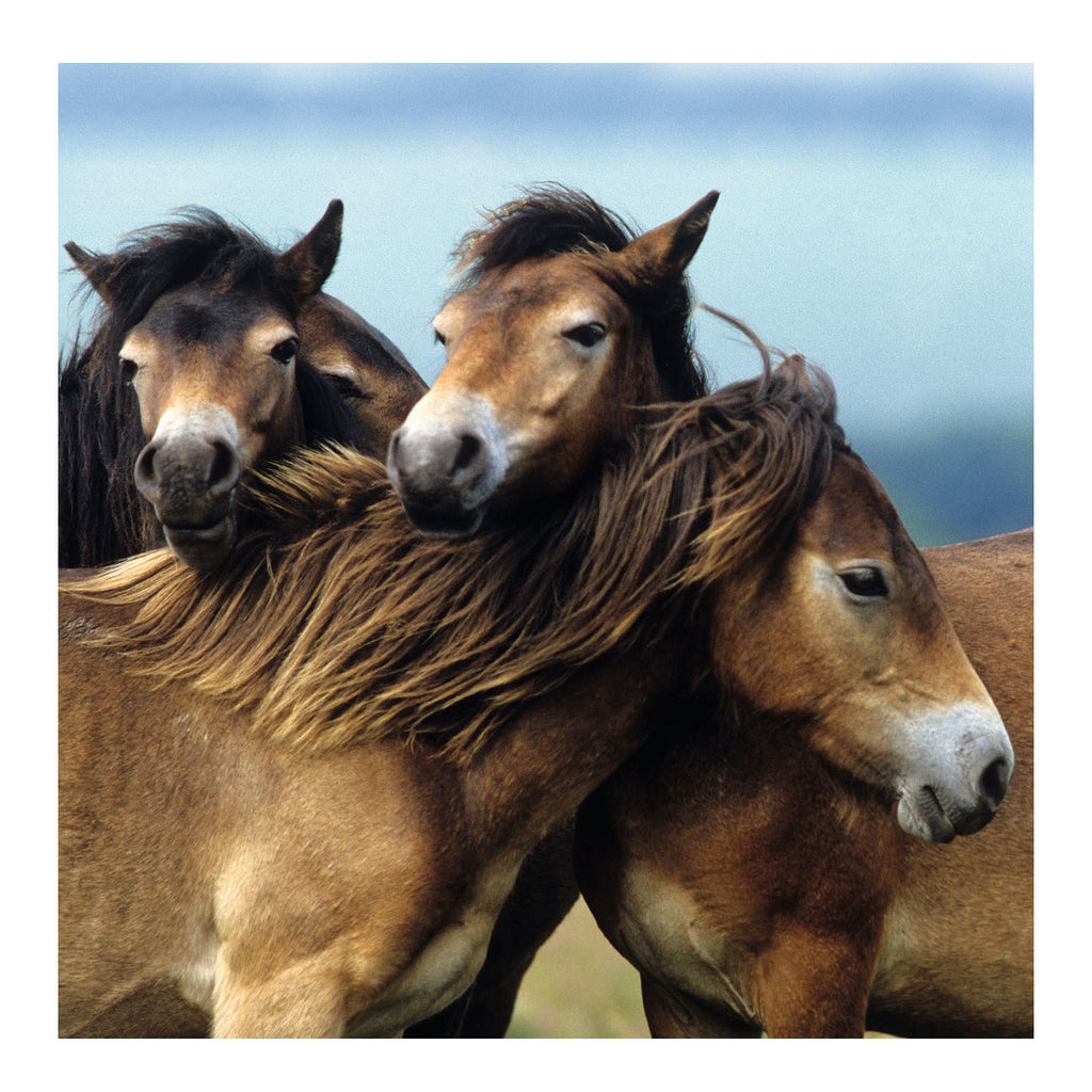 Ravensburger niedliche Ponys, 3x49 Stück.