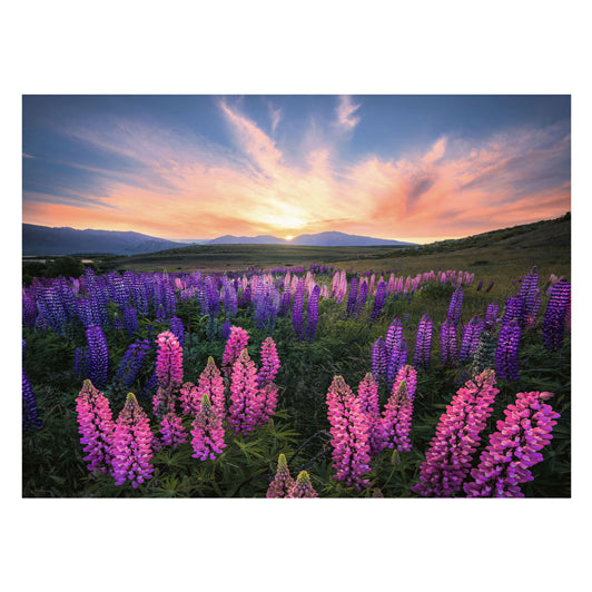 Ravensburger Puzzle Lupinen, 1000 Teile.