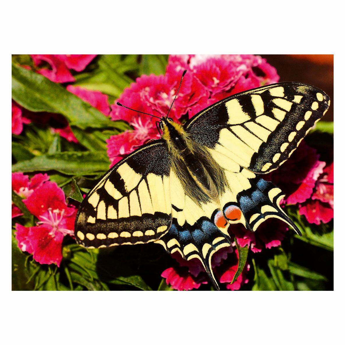 Ravensburger Legpuzzel Bunte Tiere Vlinder, 500st.