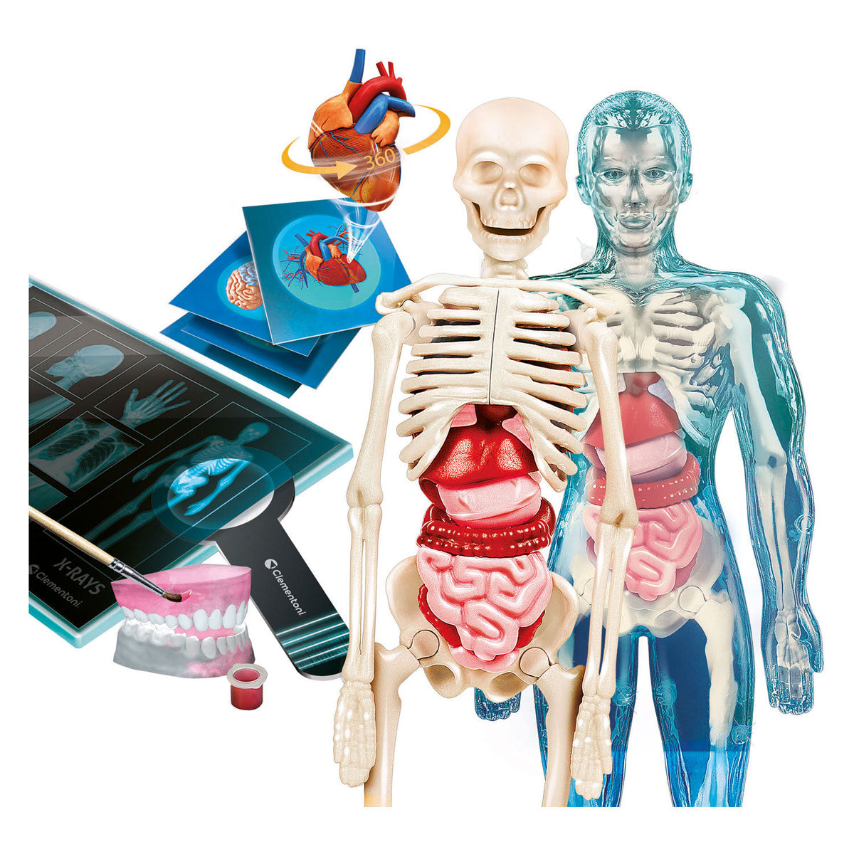 Clementoni Wissenschaft und Spiel – Superanatomie