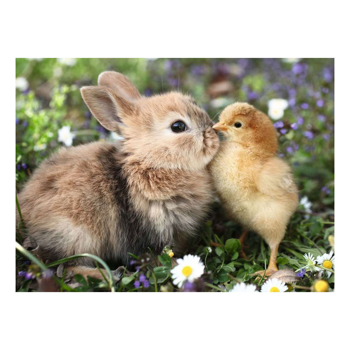 Ravensburger puzzel rabbit chick 500st
