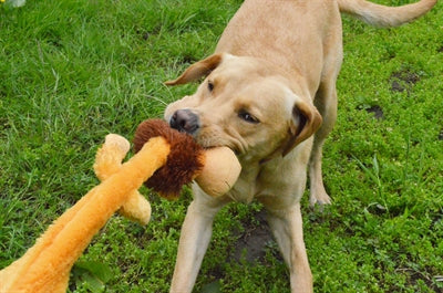 Happy Pet wild crinkler lion