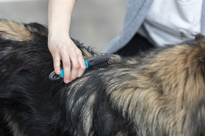 Trixie vacht ontvilter gebogen tanden