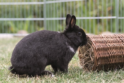 Trixie Weidentunnelkaninchen