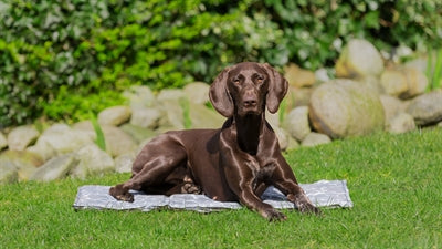 Trixie Kühlmatte, weichgrau