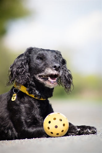 Trixie Naturkautschuk-Lochball mit Glöckchen für blinde oder behinderte Hunde