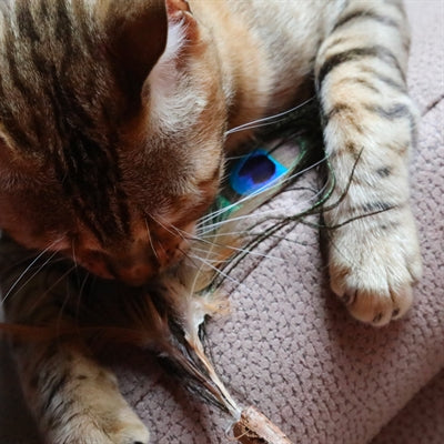 Croci Euphoria Cat Rod Matatabi Peacock Feather