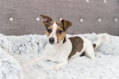 Trixie -Sofa Bett Harvey Möbelschutz Eckig Weiß Schwarz