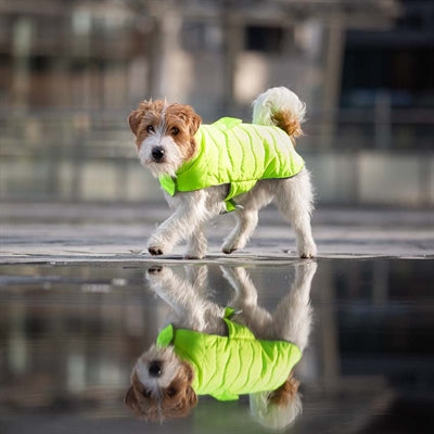 Croci Hundemantel gepolstert Öko -Blätter gelb recycelt