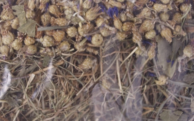 Ausgezeichnetes Kräuterheu mit Kornblumen- und Birkenblättern