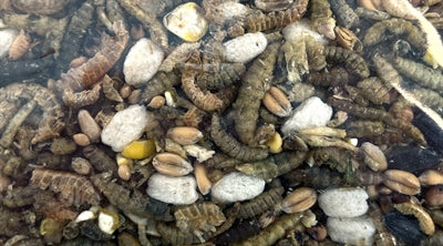 Utopia Insektenfutter