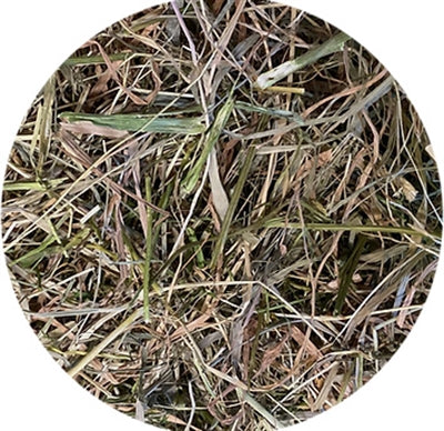 Utopia-Wiesenlieschgras mit Petersilie