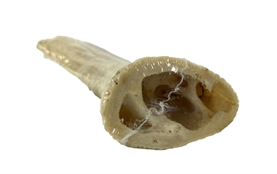 PetSnack Horn Core