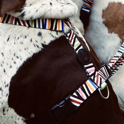 Morso-Hundegeschirr-H-Geschirr-Vorfall mit recycelten Spaghetti