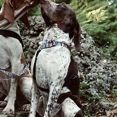 Morso-Hundegeschirr-H-Geschirr-Vorfall mit recycelten Spaghetti