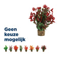 Zolux Ornament Kunststoffpflanze auf Steinspitze verschiedene