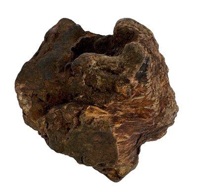Hund Woodzzz kaufen Wurzel mit Olivenöl