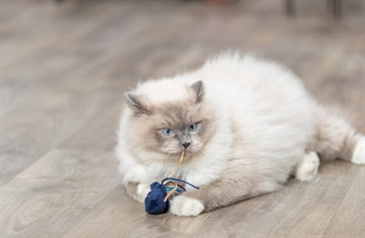 Trixie Meereskreatur-Plüschtier mit Katzenminze, verschiedene Farben