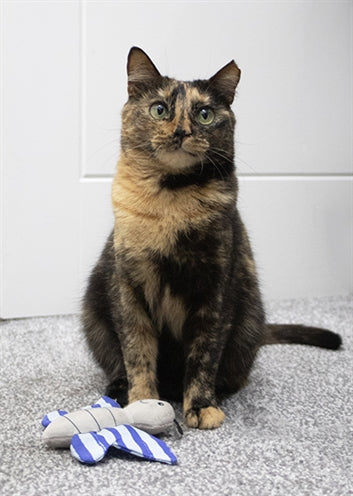Battersea Schmetterling und Libelle Duo blau