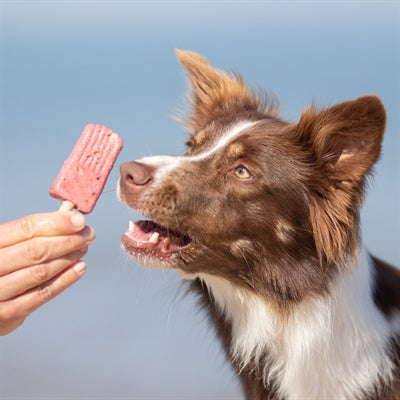 Trixie ice pop rood