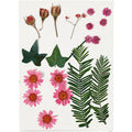 Creativ company gedroogde bloemen en bladeren lichtrood, 19dlg.