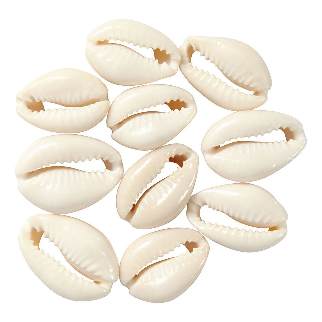 Creativ Company Muscheln weiß, 12 Stück.