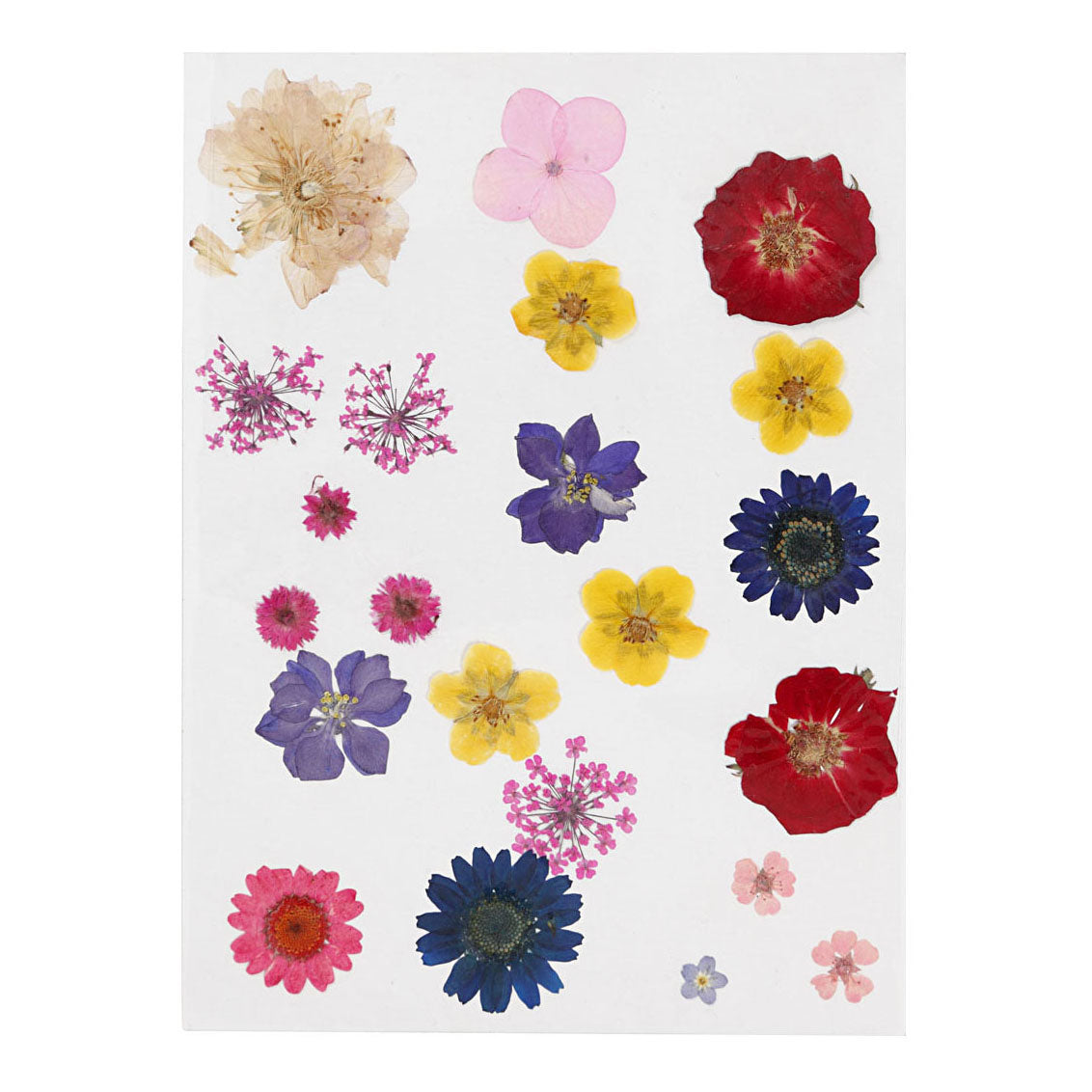 Creativ Company Getrocknete Blumen und Blätter in verschiedenen Farben