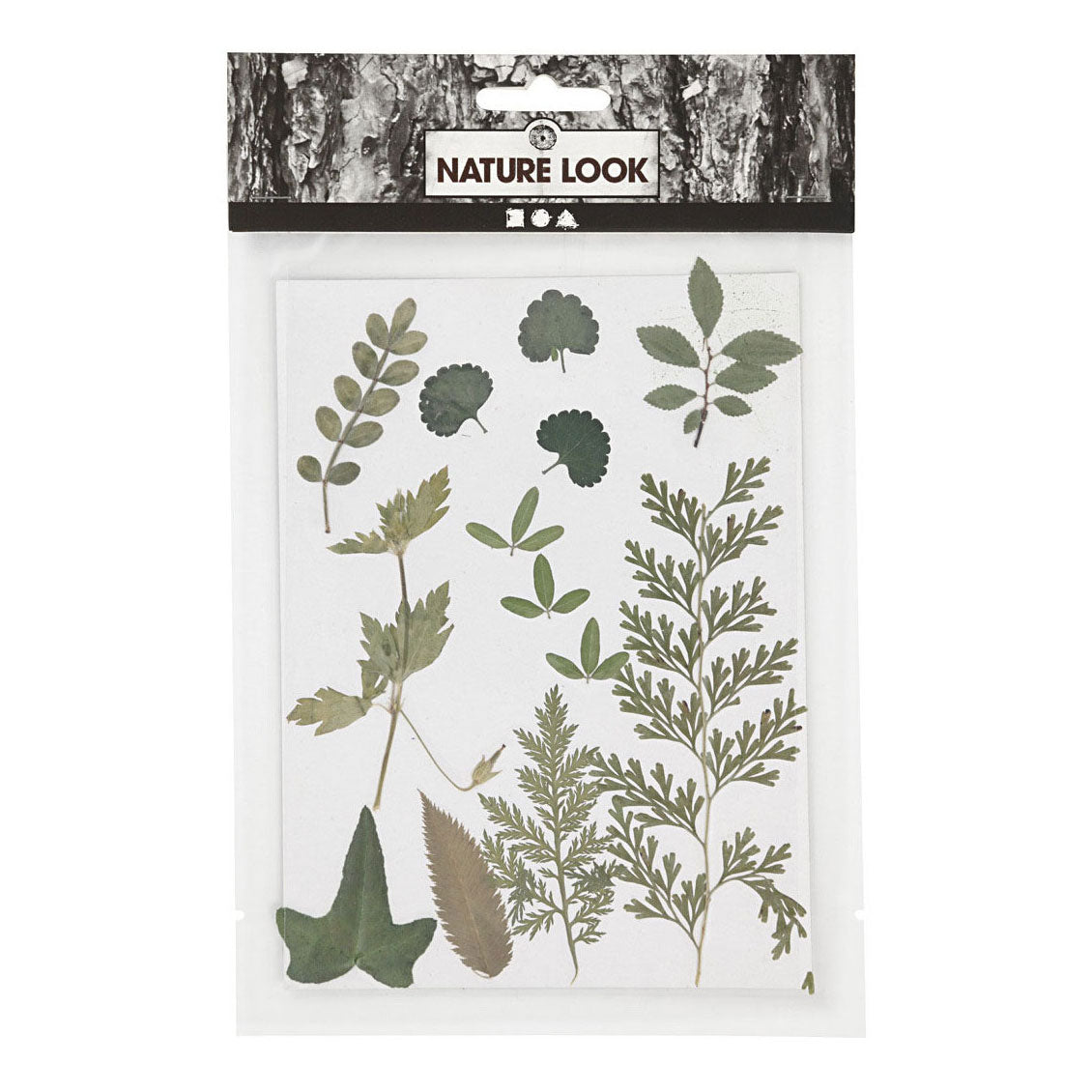 Creativ Company Getrocknete Blumen und Blätter grün