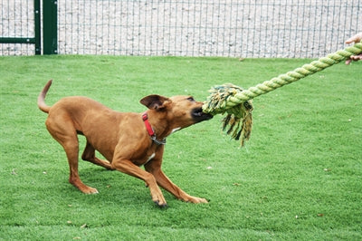 Happy Pet King Size Zerrseil
