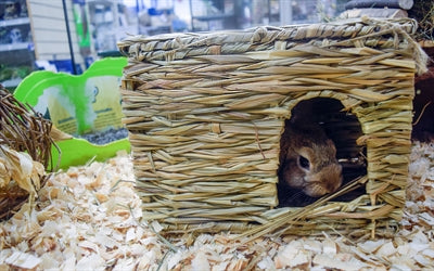 Natur zuerst glücklich Haustier grasbewachsenes Versteck