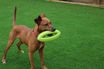 Happy Pet Grubber interaktiver Rugbyball